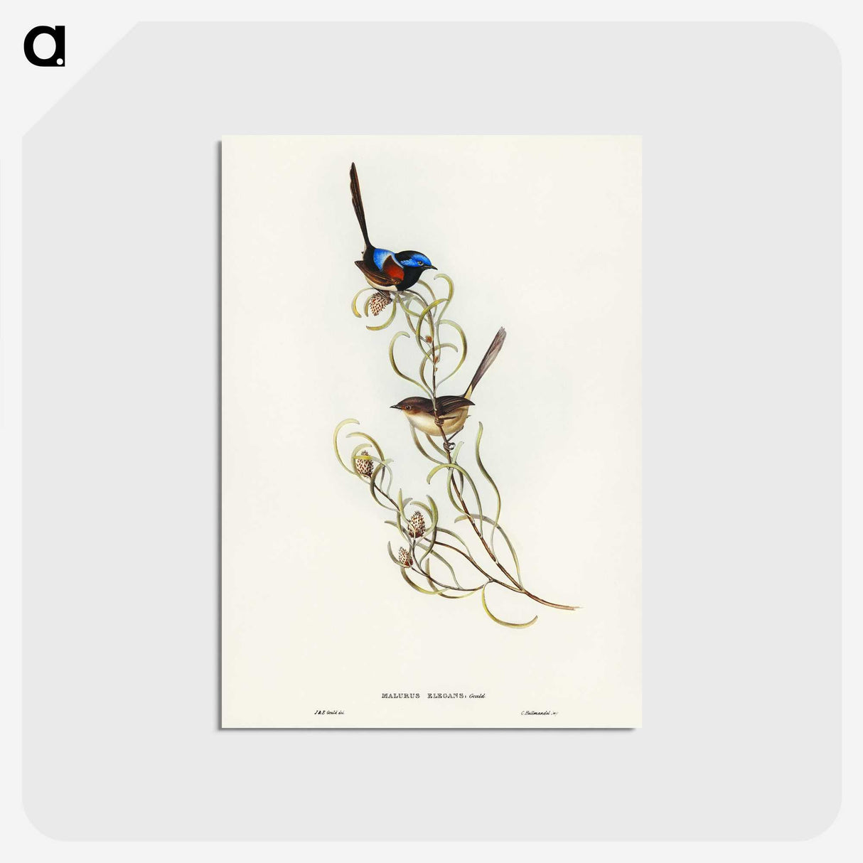 3-50_John-Gould_postcard