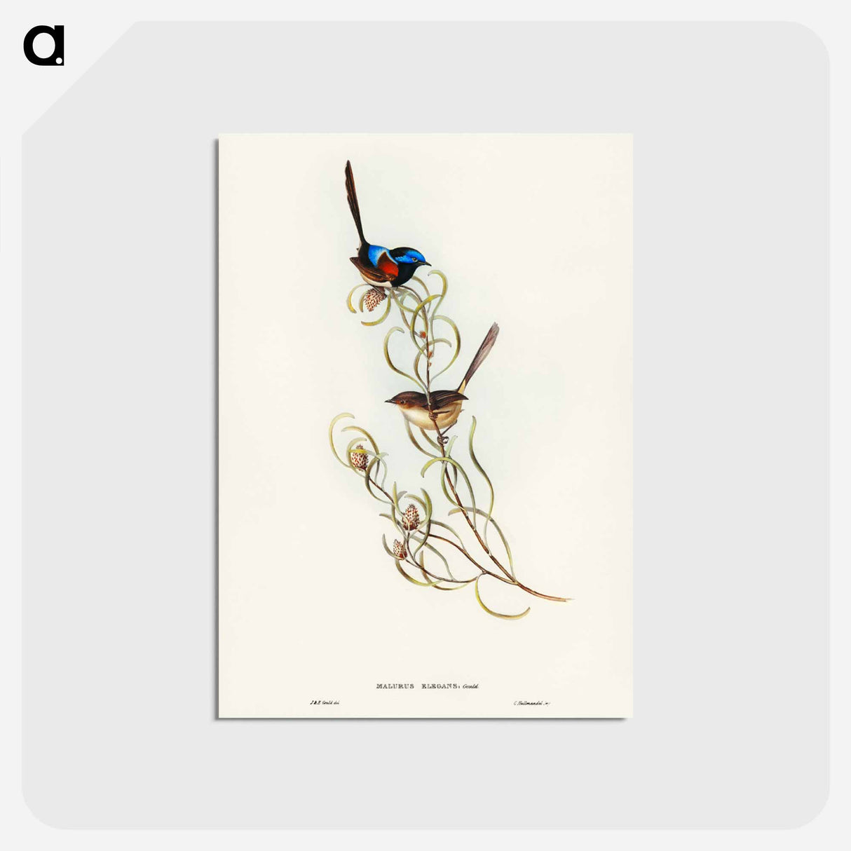 アートポストカード-Graceful Wren
- ジョン グールド Postcard.