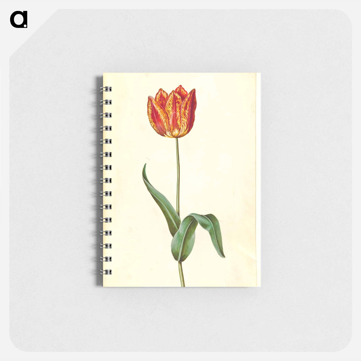 アートメモ帳-Tulipa gesneriana
- マリア ジビーラ メーリアン Memo.