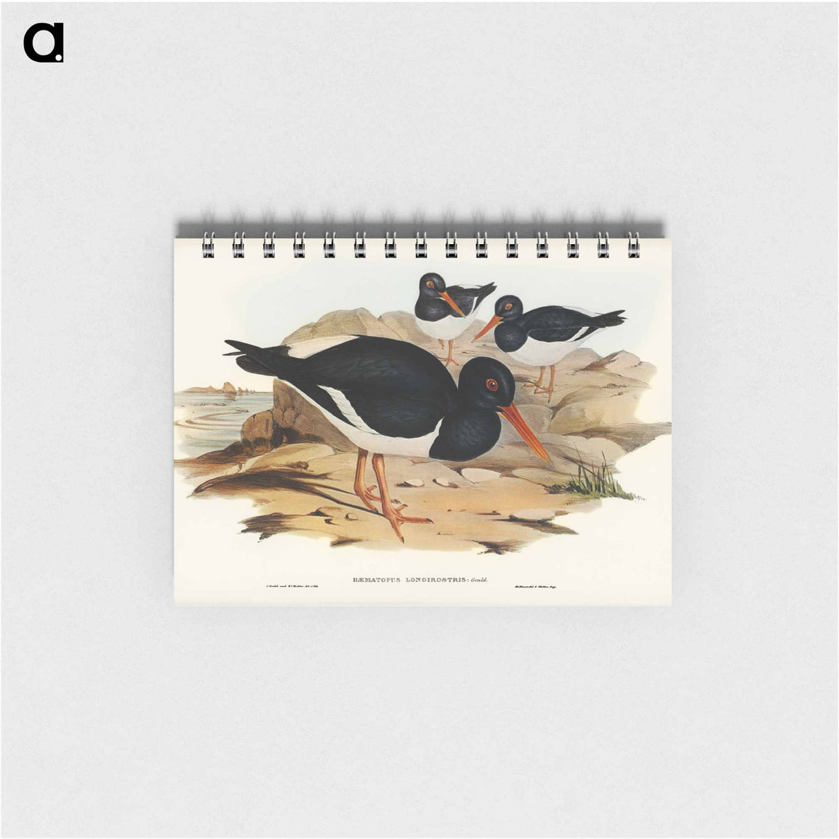 アートメモ帳-White-breasted Oyster-Catcher
- オーストラリアの鳥 Memo.