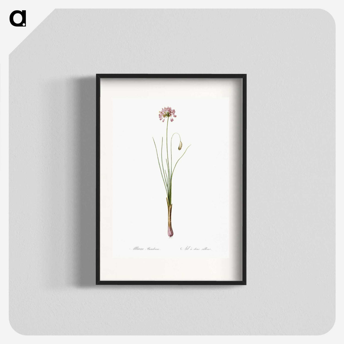 3-50_The-Lilies_blk