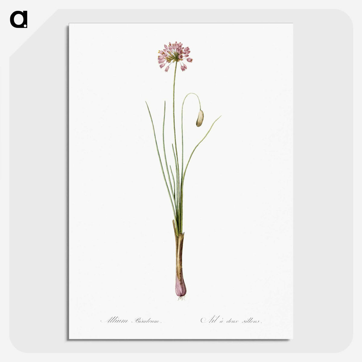 3-50_The-Lilies_picture-crop