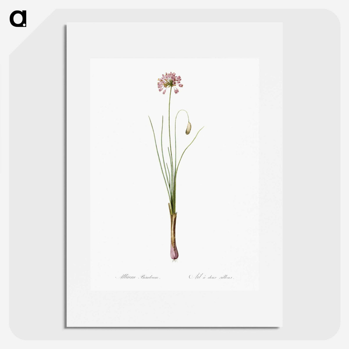 3-50_The-Lilies_picture