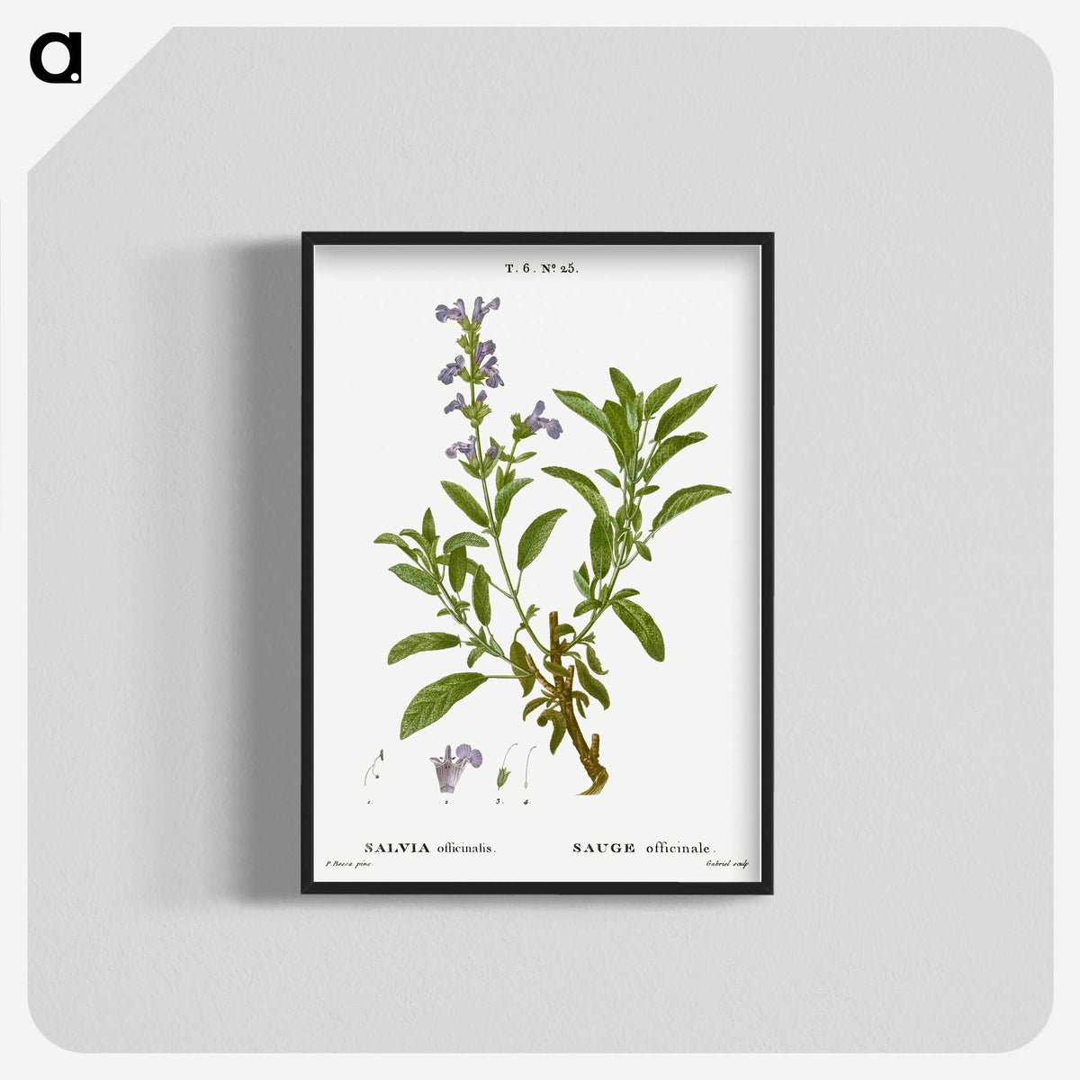 3-50_Treatise-on-Trees-and-Shrubs_blk-crop