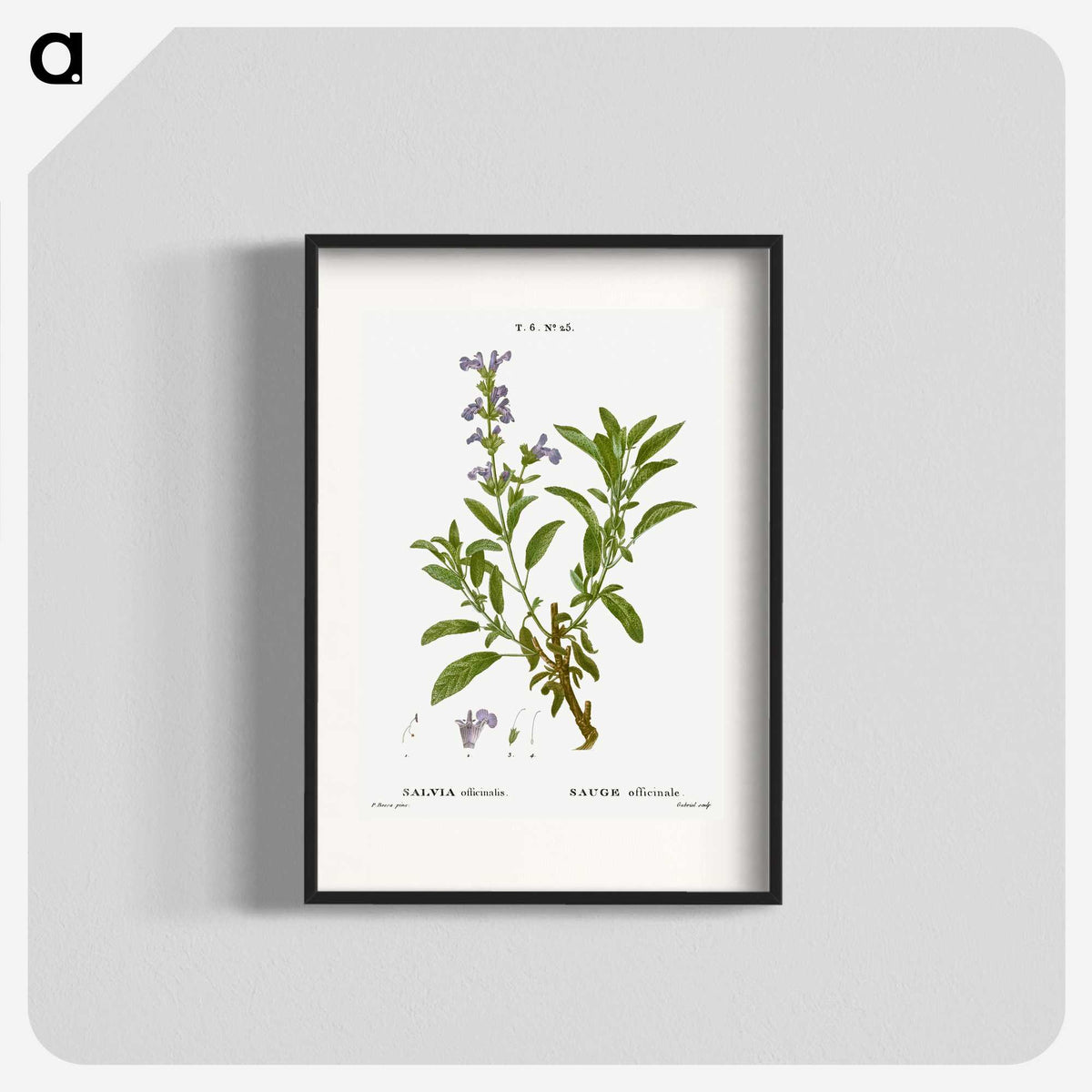 3-50_Treatise-on-Trees-and-Shrubs_blk