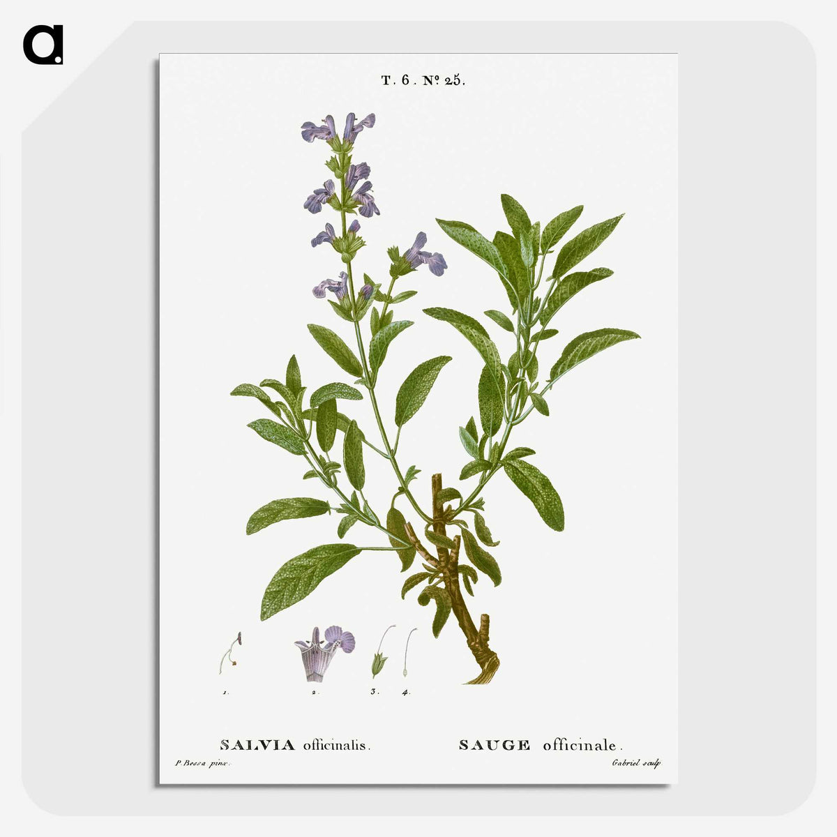 3-50_Treatise-on-Trees-and-Shrubs_picture-crop