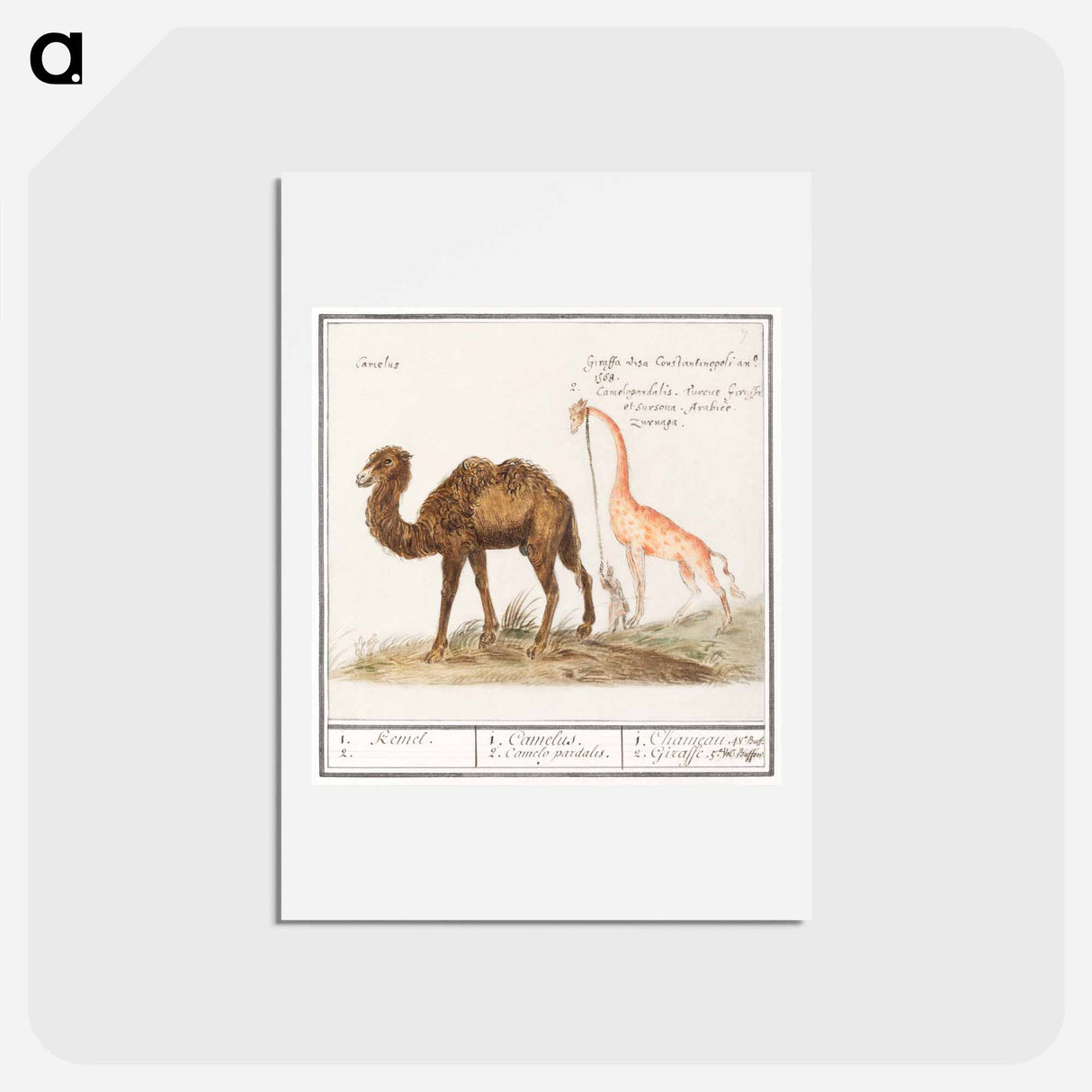 アートポストカード-Camel, Camelus ferus bactrianus and Giraffe, Giraffa - アンセルムス ボエティウス デ ブート Postcard.