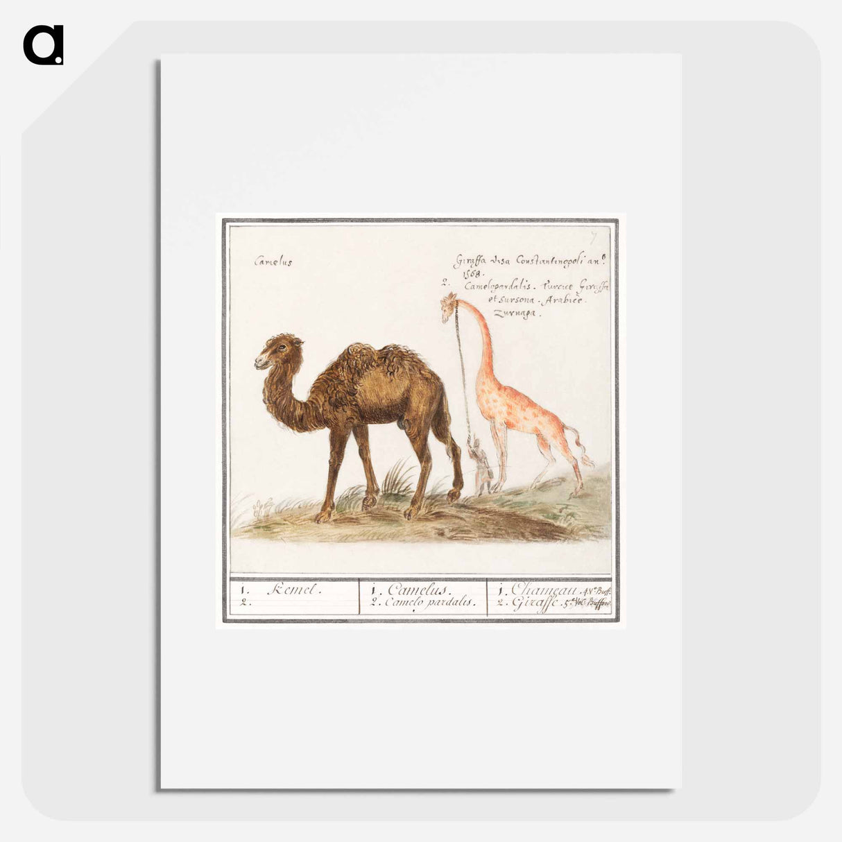 アートポスター-Camel, Camelus ferus bactrianus and Giraffe, Giraffa - アンセルムス ボエティウス デ ブート Poster.