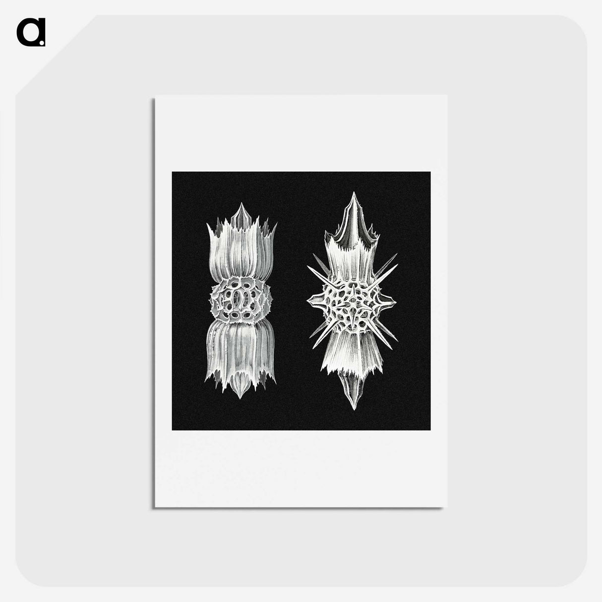 3-51_Ernst-Haeckel_hagaki