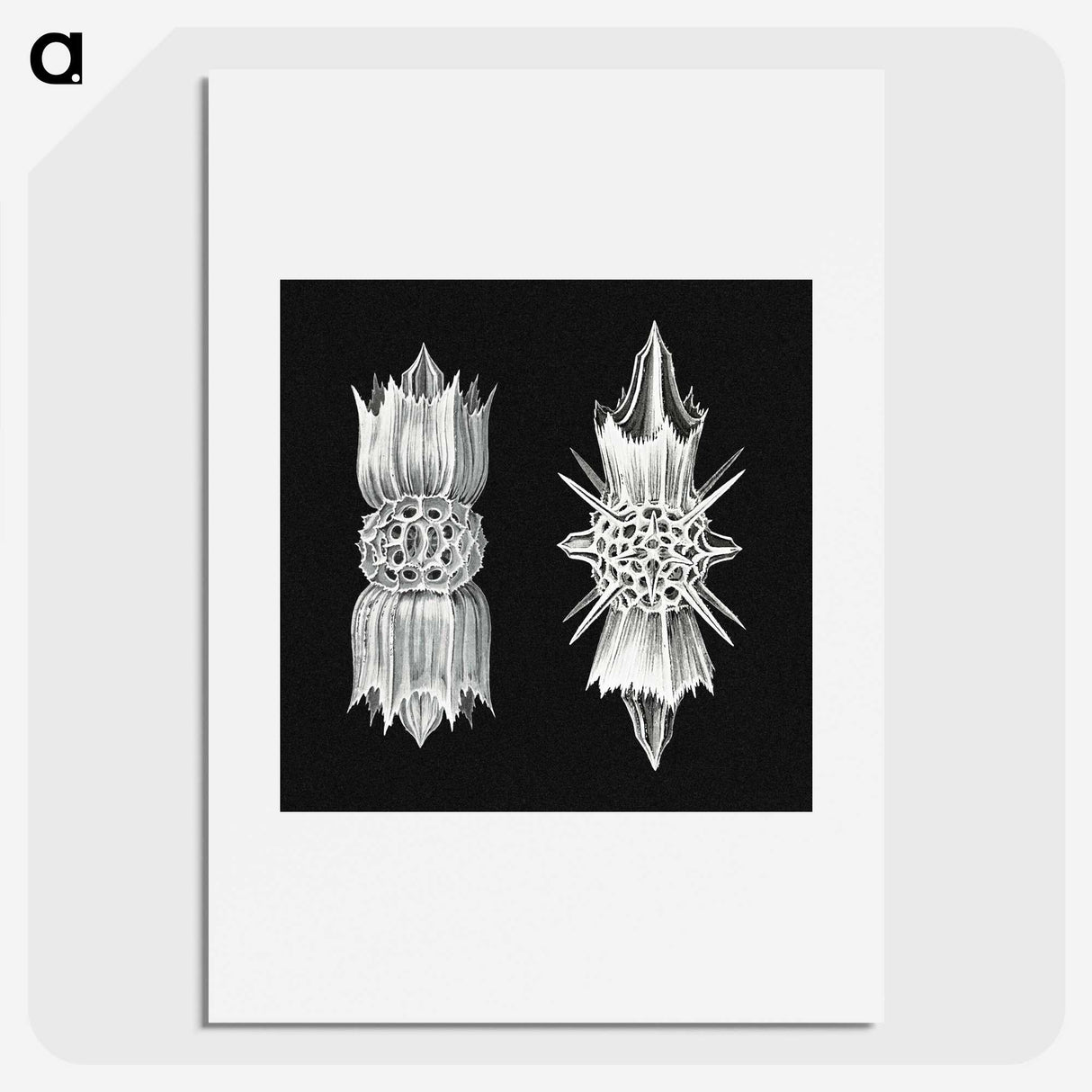 3-51_Ernst-Haeckel_picture