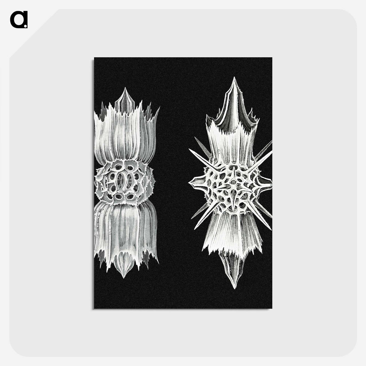 3-51_Ernst-Haeckel_postcard