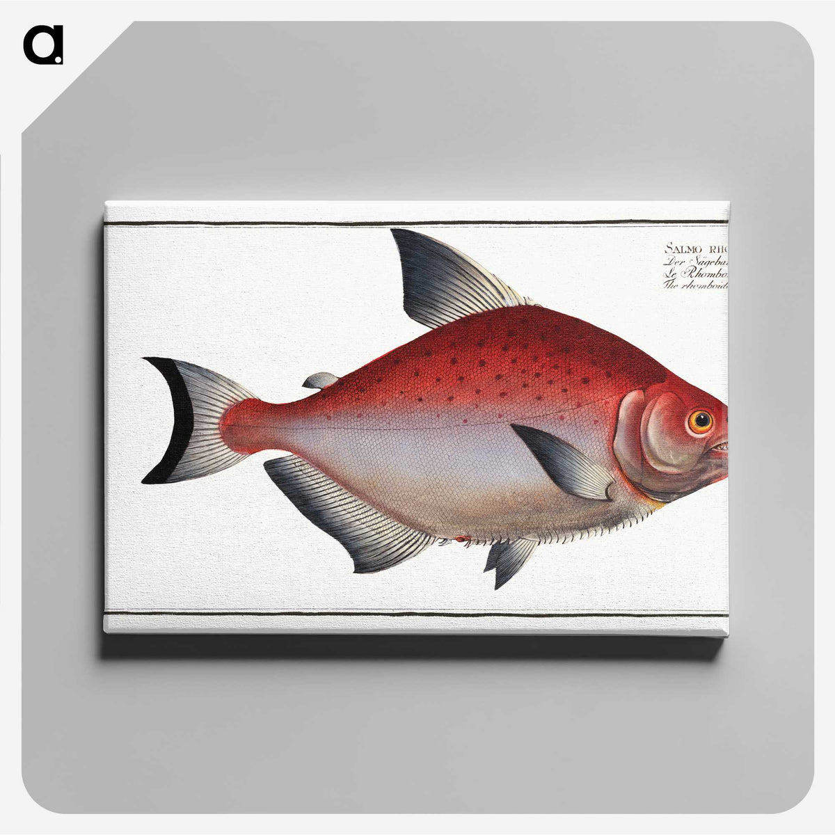3-51_Ichtyologie-ou-Histoire-naturelle_canvas