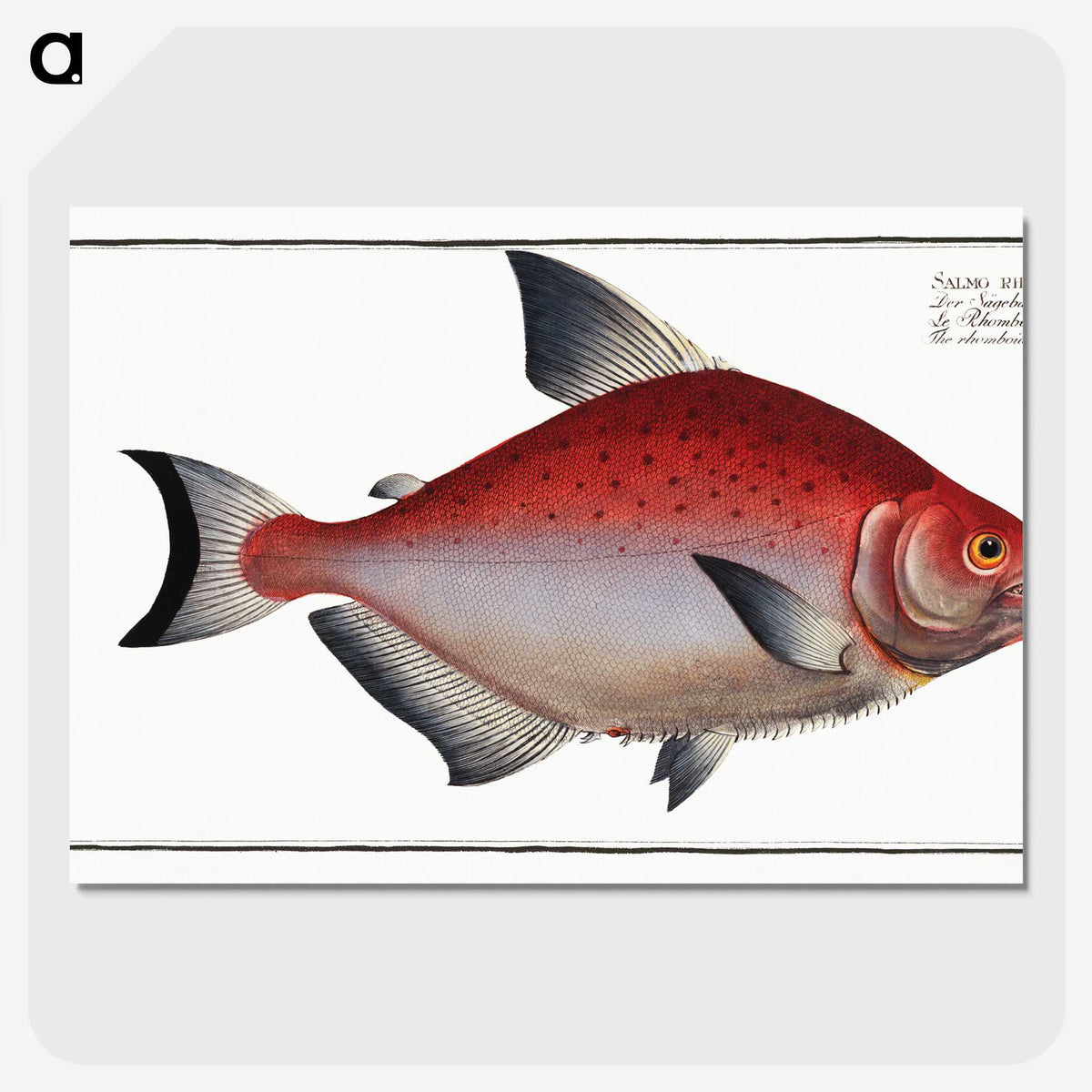 3-51_Ichtyologie-ou-Histoire-naturelle_picture-crop