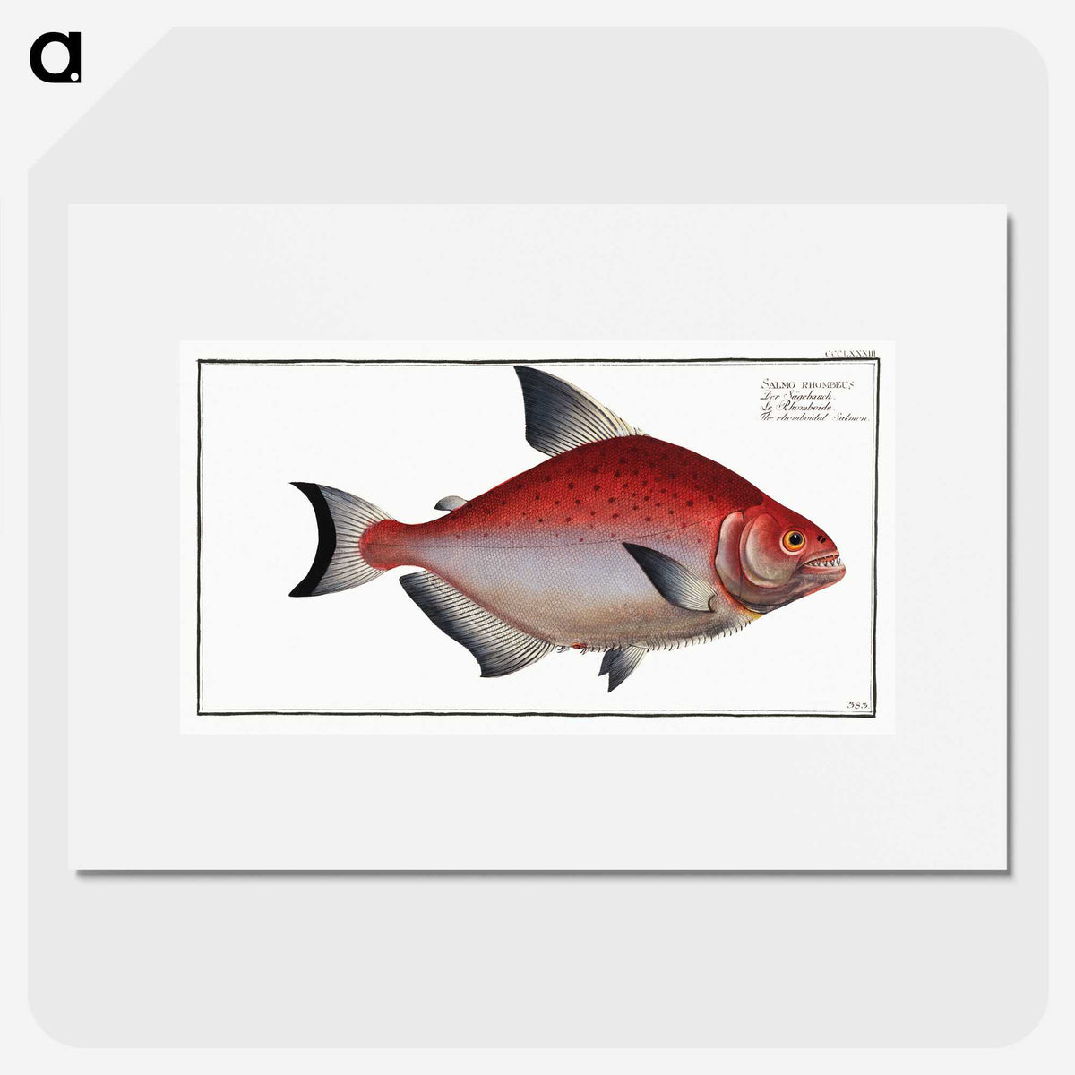3-51_Ichtyologie-ou-Histoire-naturelle_picture