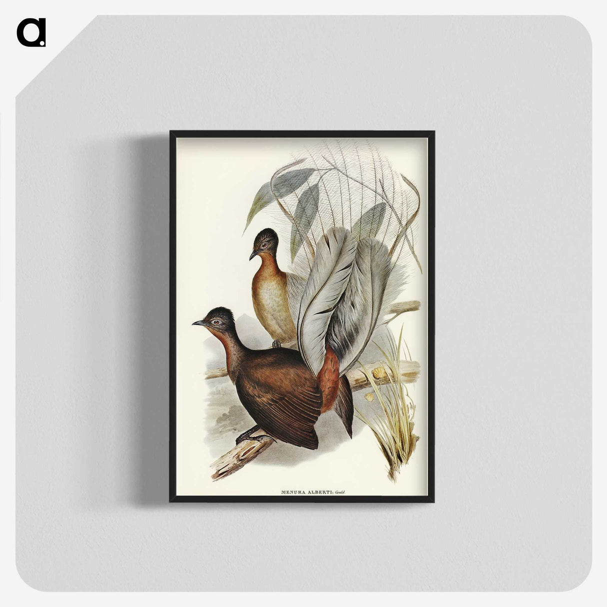 3-51_John-Gould_blk-crop