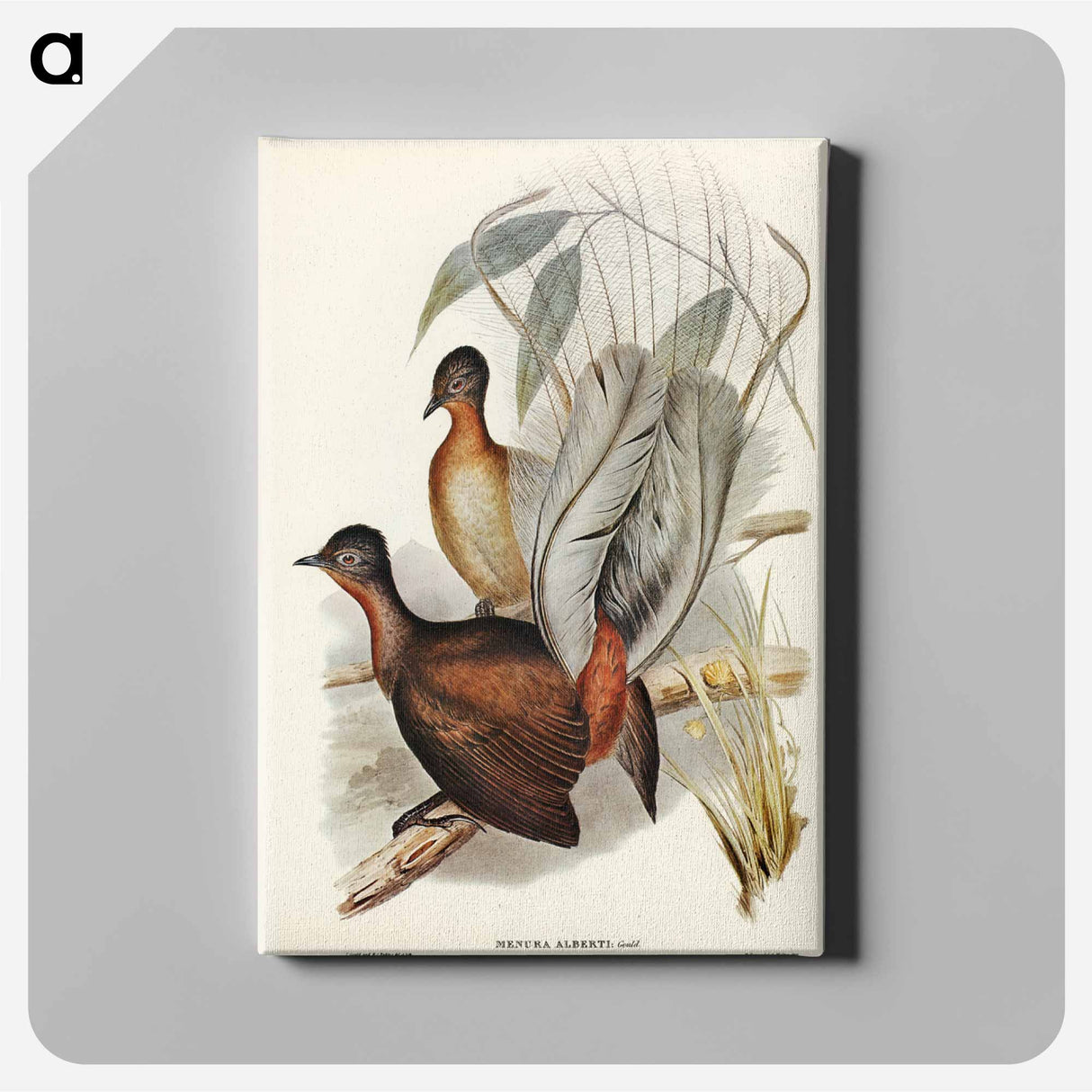 アートパネル-Albert Lyre-Bird
- ジョン グールド Canvas.