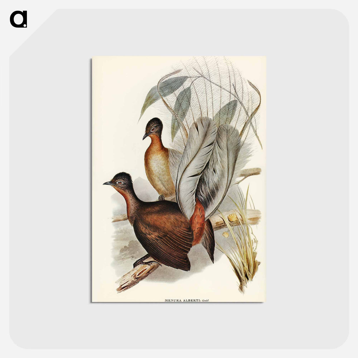 アートポストカード-Albert Lyre-Bird
- ジョン グールド Postcard.