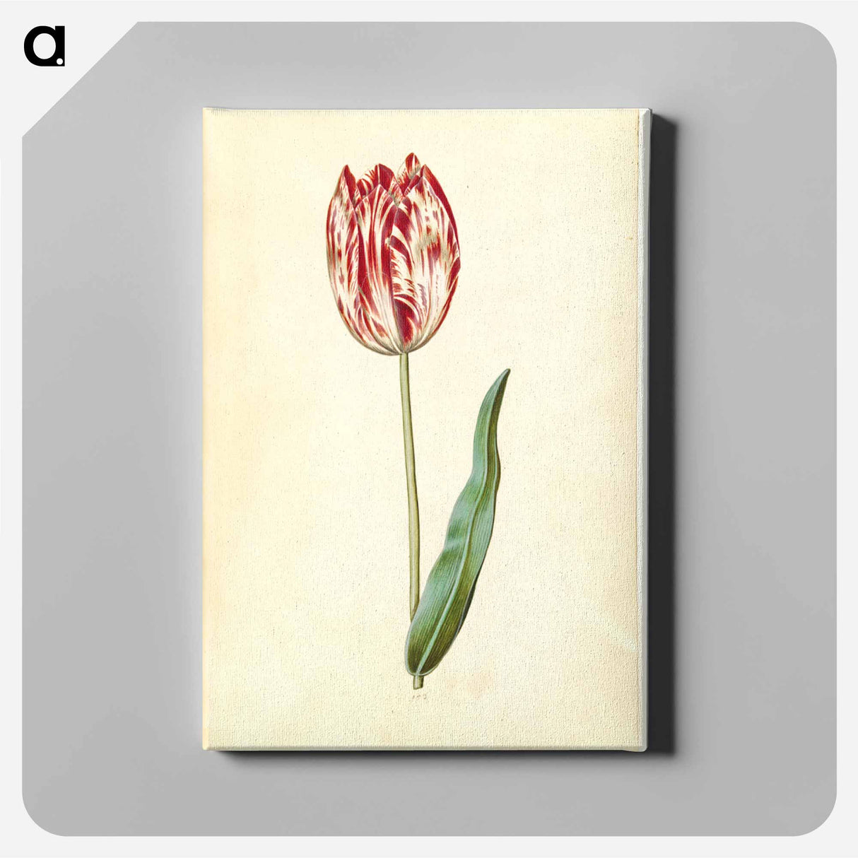 アートパネル-Tulipa gesneriana
- マリア ジビーラ メーリアン Canvas.