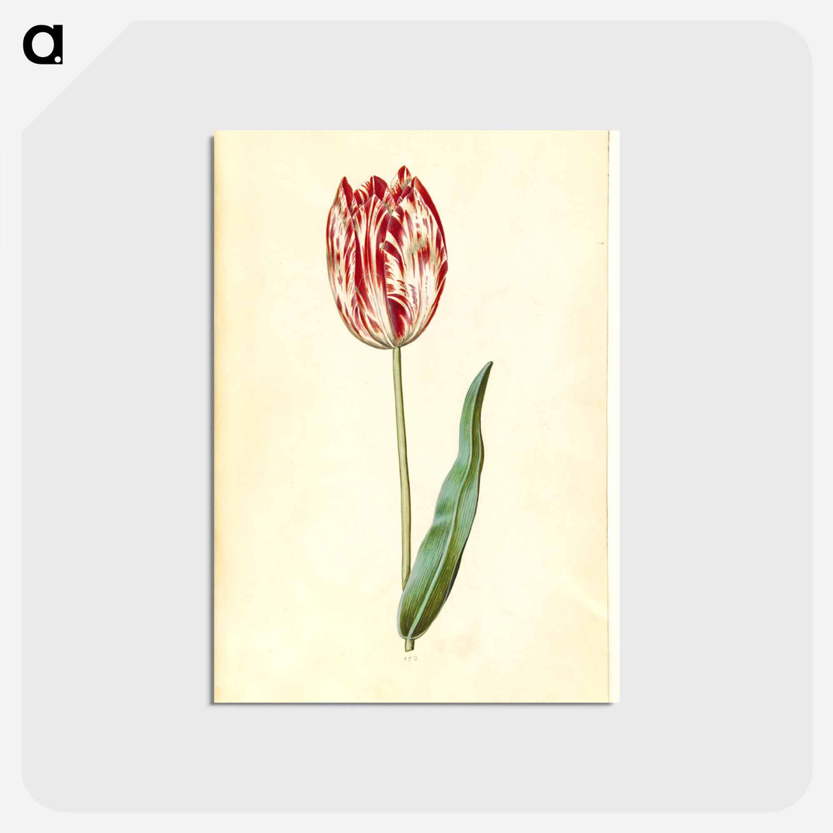 アートポストカード-Tulipa gesneriana
- マリア ジビーラ メーリアン Postcard.