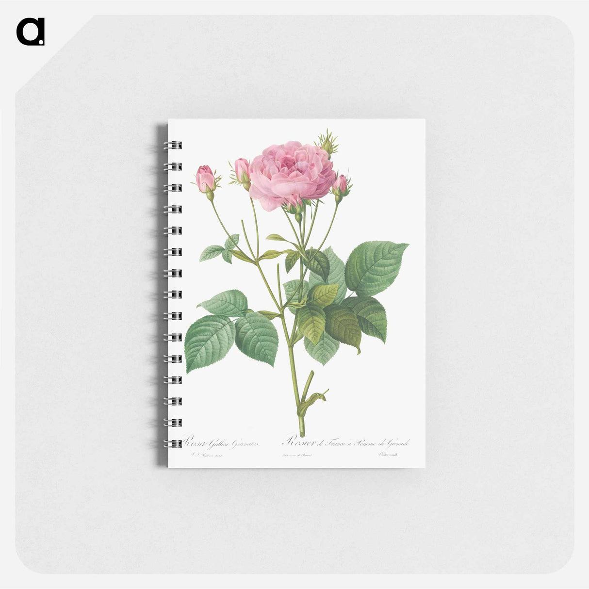 Rosa gallica granules - ピエール ジョゼフ ルドゥーテ Memo.