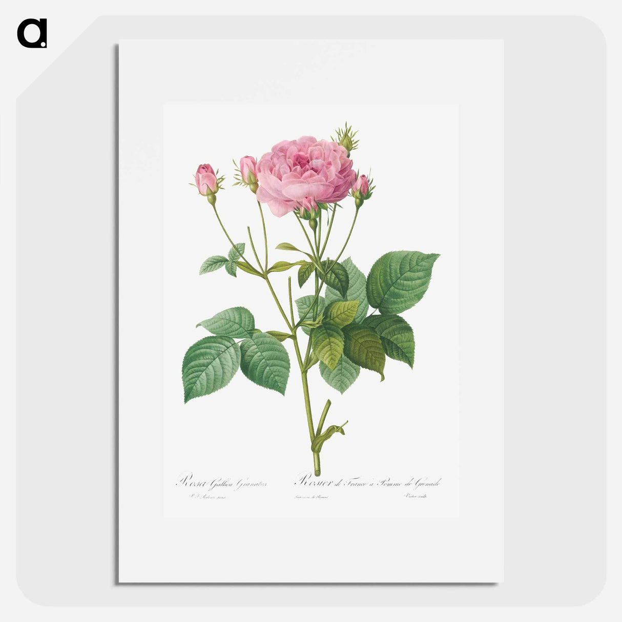 Rose gallica granules - Pierre Joseph Redouté Poster.