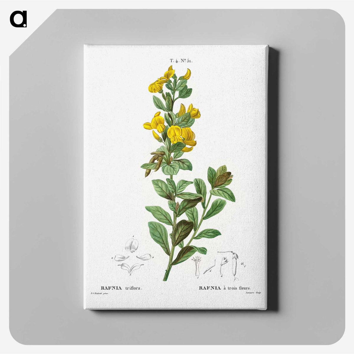 3-51_Treatise-on-Trees-and-Shrubs_canvas