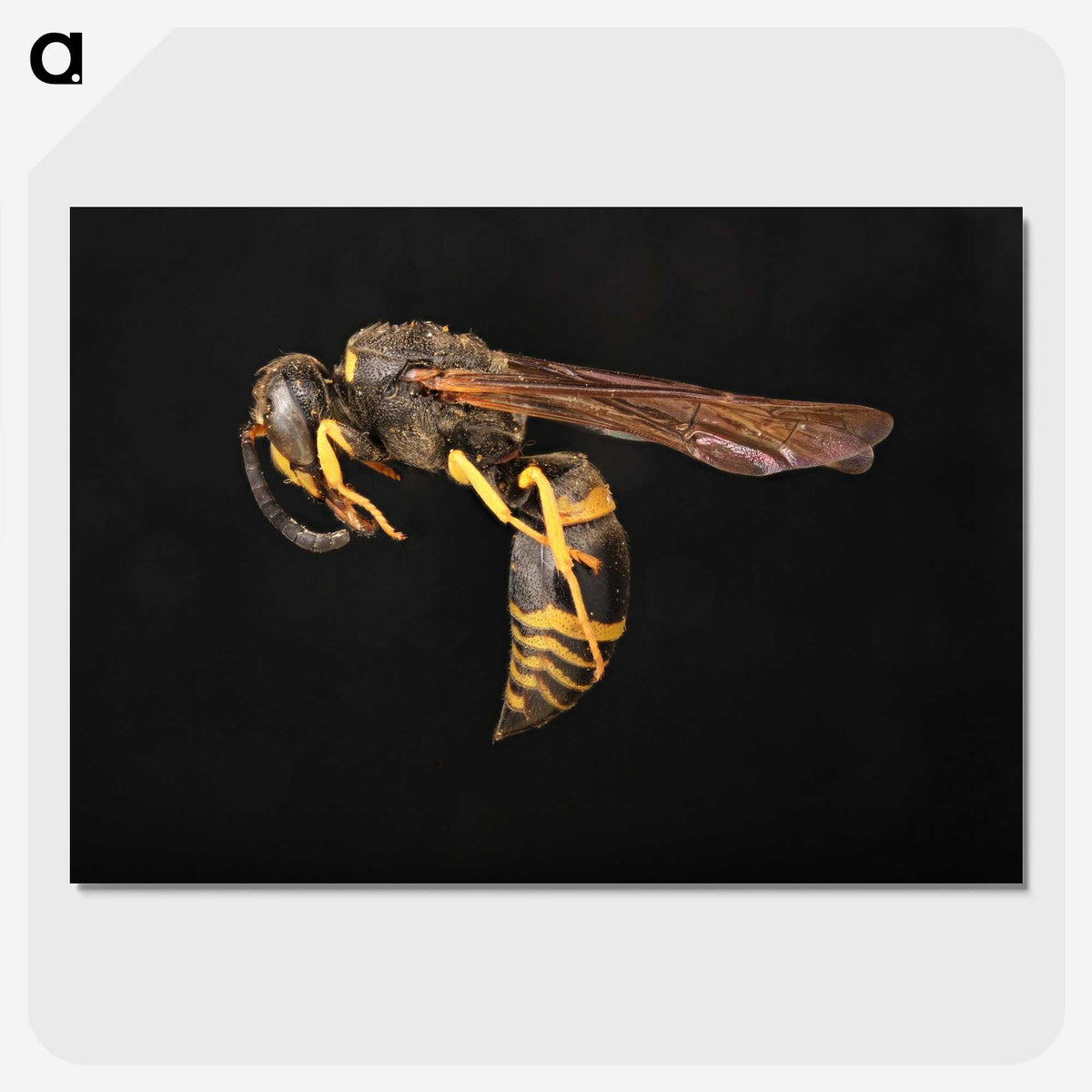 3-52_Insects-Unlocked-Project_picture-crop