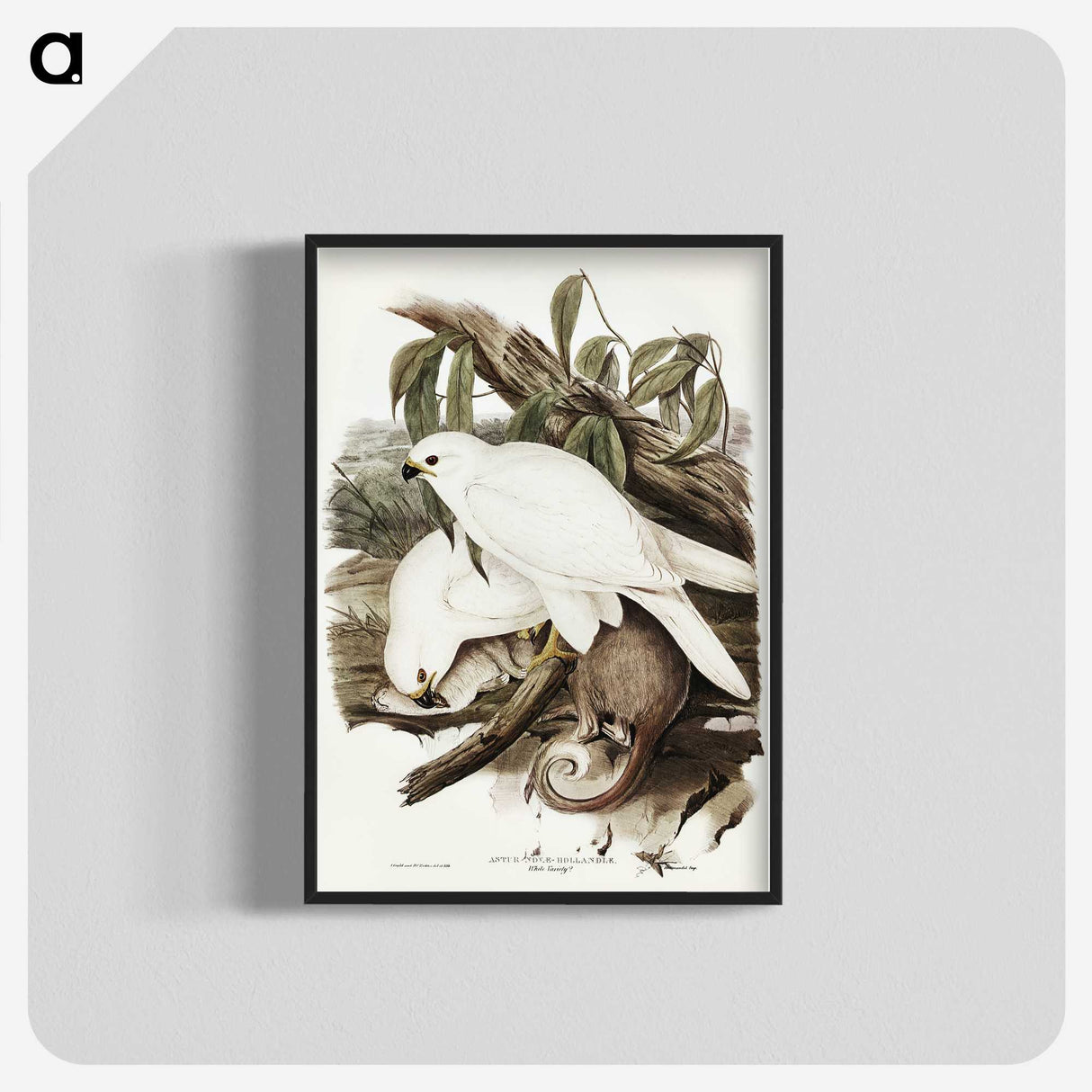3-52_John-Gould_blk-crop