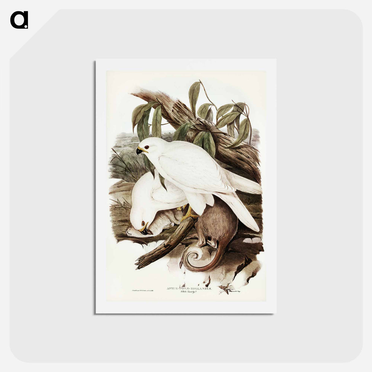 アートポストカード-White Goshawk
- ジョン グールド Postcard.