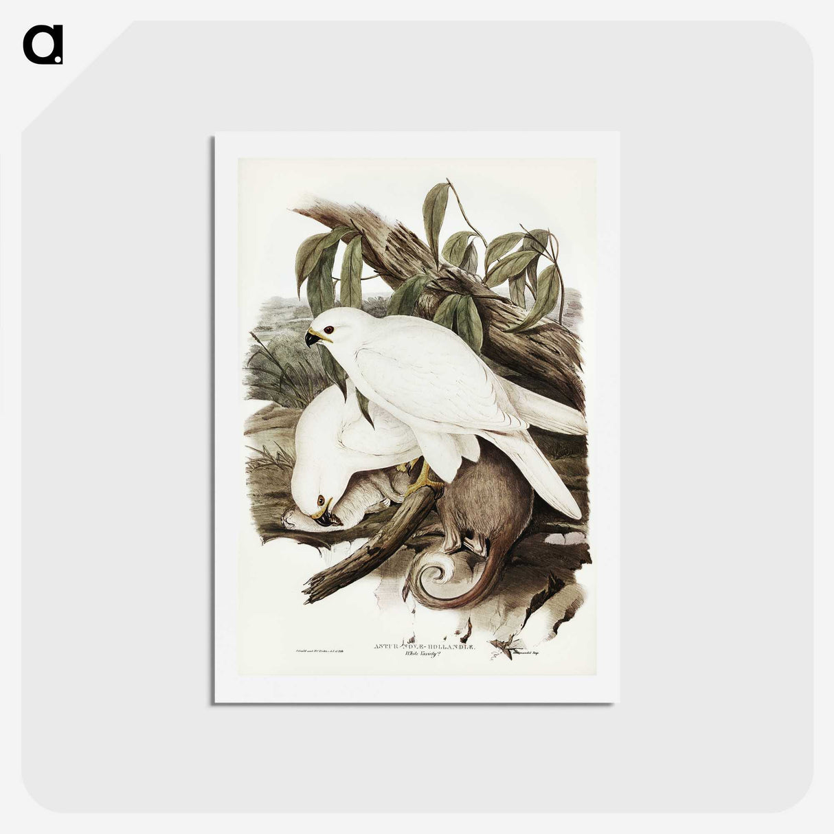 3-52_John-Gould_hagaki