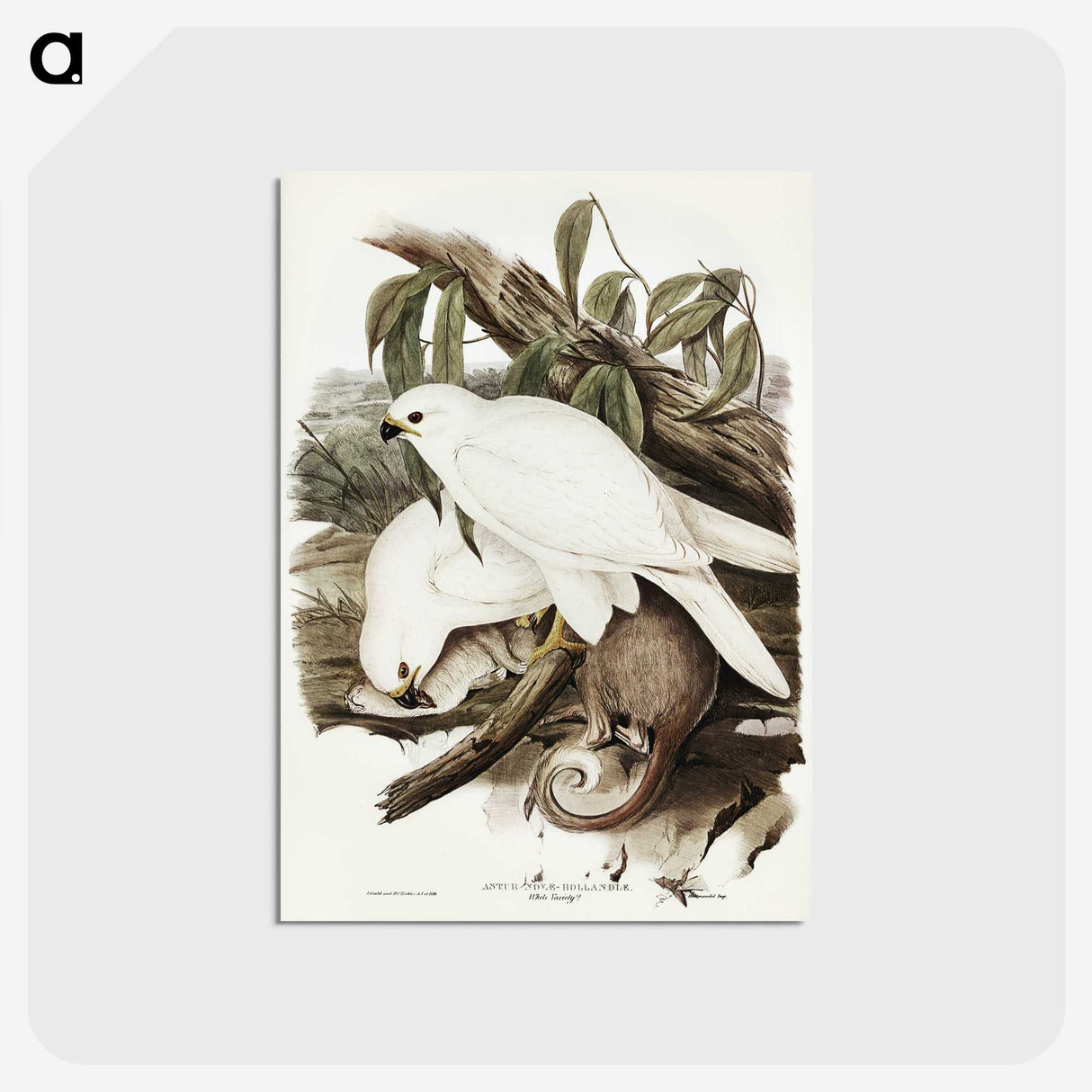 3-52_John-Gould_postcard