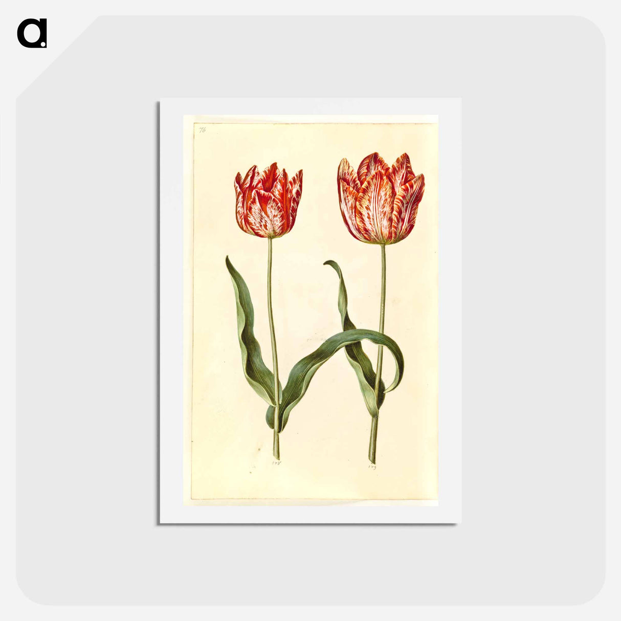 アートポストカード-Tulipa gesneriana
- マリア ジビーラ メーリアン Postcard.