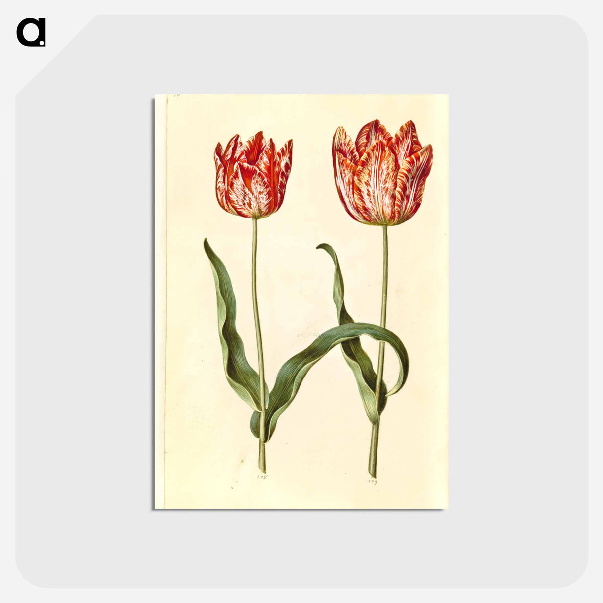 アートポストカード-Tulipa gesneriana
- マリア ジビーラ メーリアン Postcard.