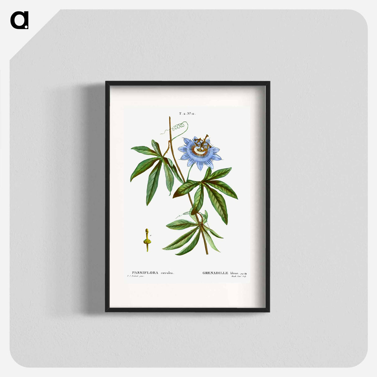 アートポスター-Blue passionflower - ピエール ジョゼフ ルドゥーテ Poster.