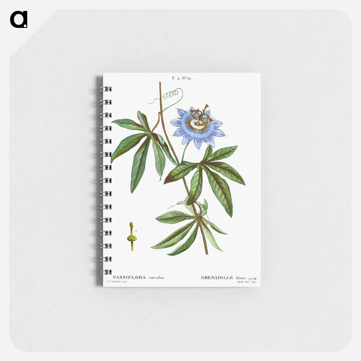 アートメモ帳-Blue passionflower - ピエール ジョゼフ ルドゥーテ Memo.