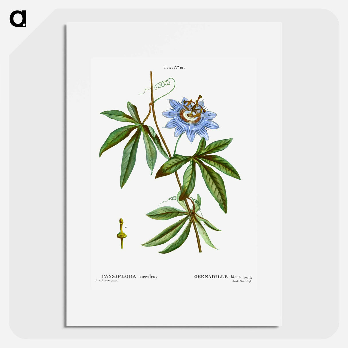 アートポスター-Blue passionflower - ピエール ジョゼフ ルドゥーテ Poster.