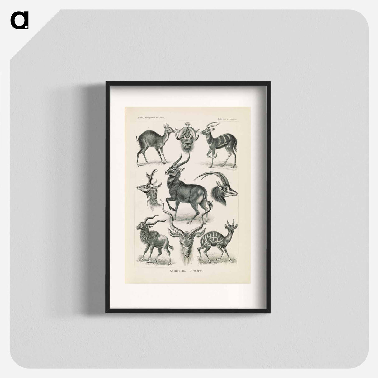 アートポスター-Antelope illustration from Kunstformen der Natur - エルンスト ヘッケル Poster.