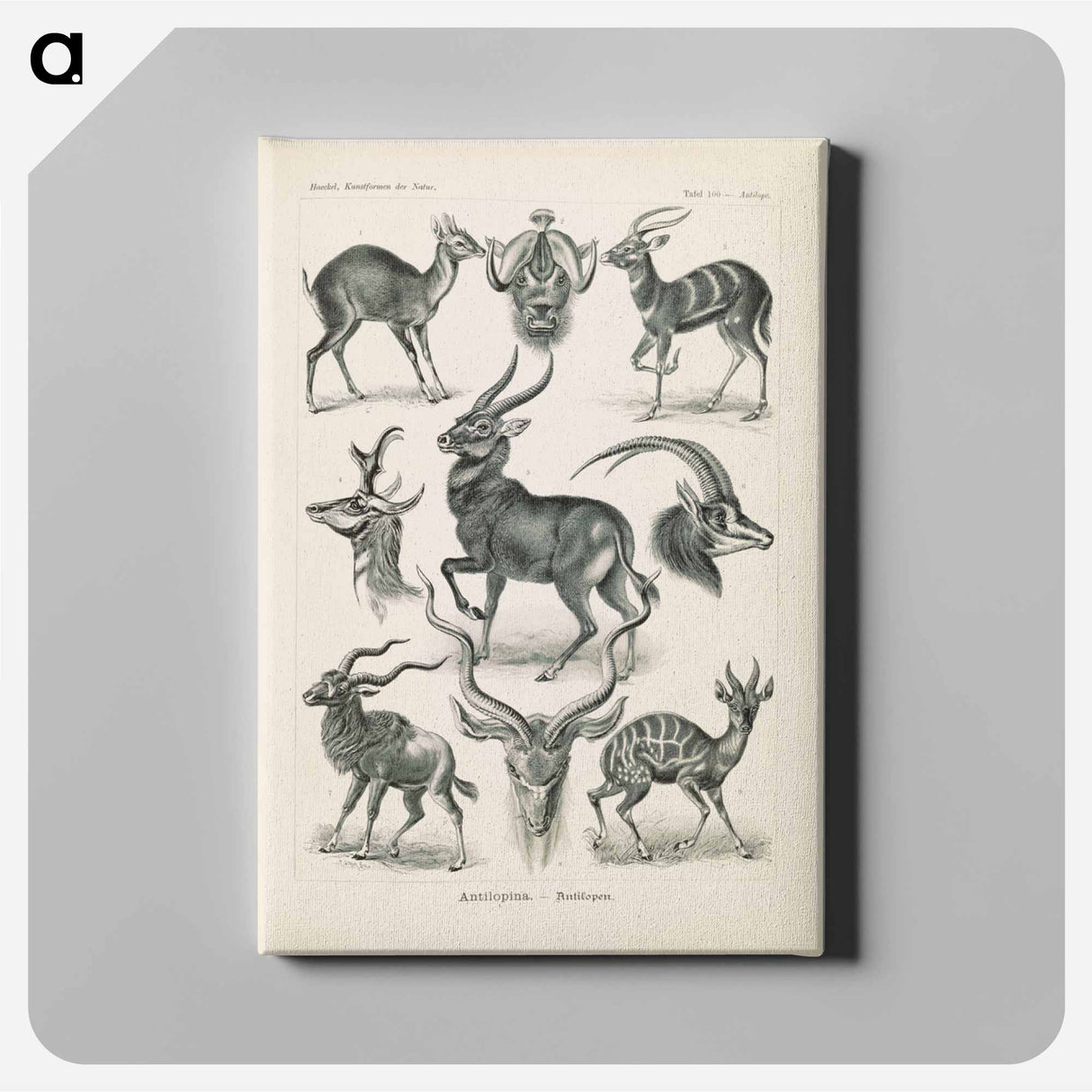 アートパネル-Antelope illustration from Kunstformen der Natur - エルンスト ヘッケル Canvas.