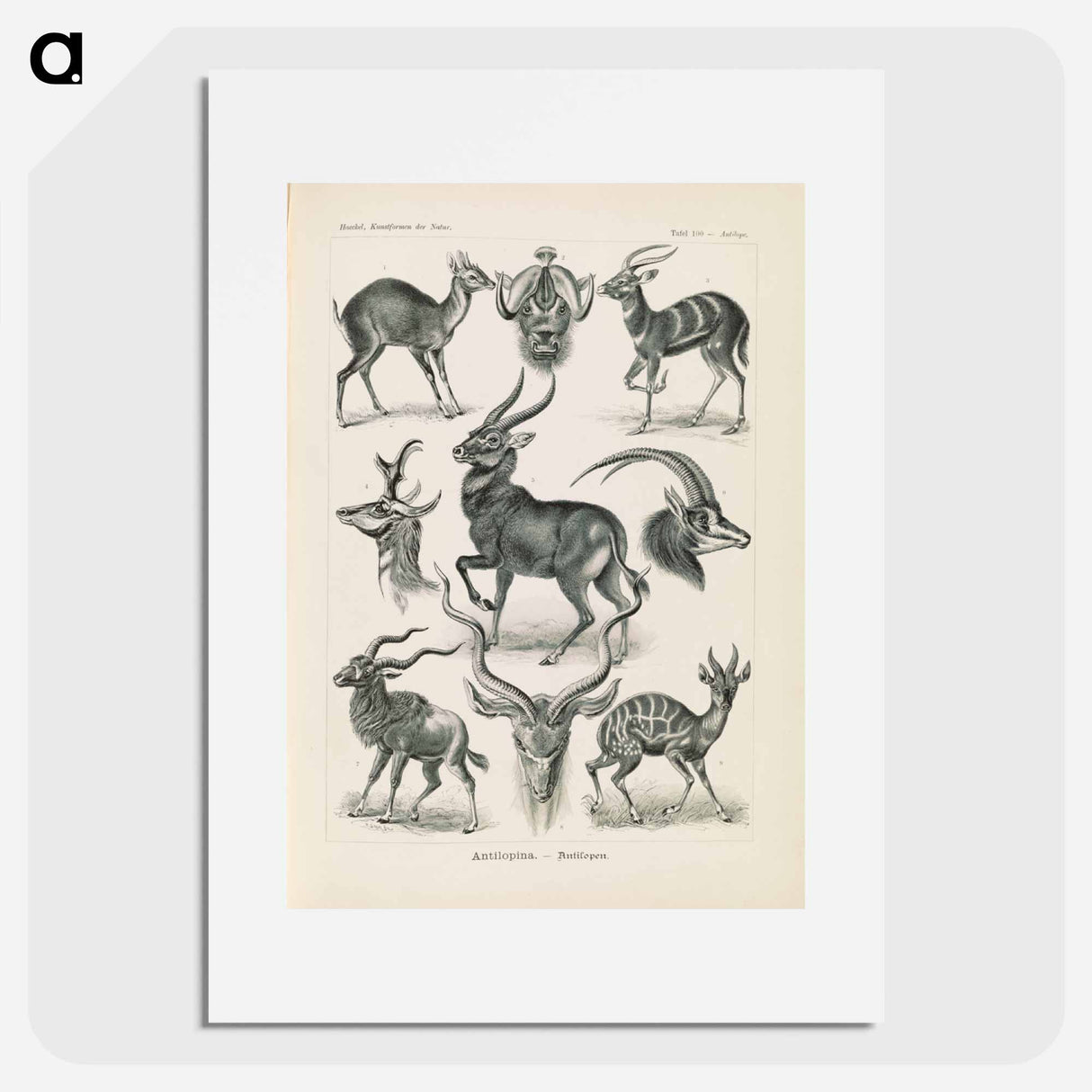 アートポスター-Antelope illustration from Kunstformen der Natur - エルンスト ヘッケル Poster.