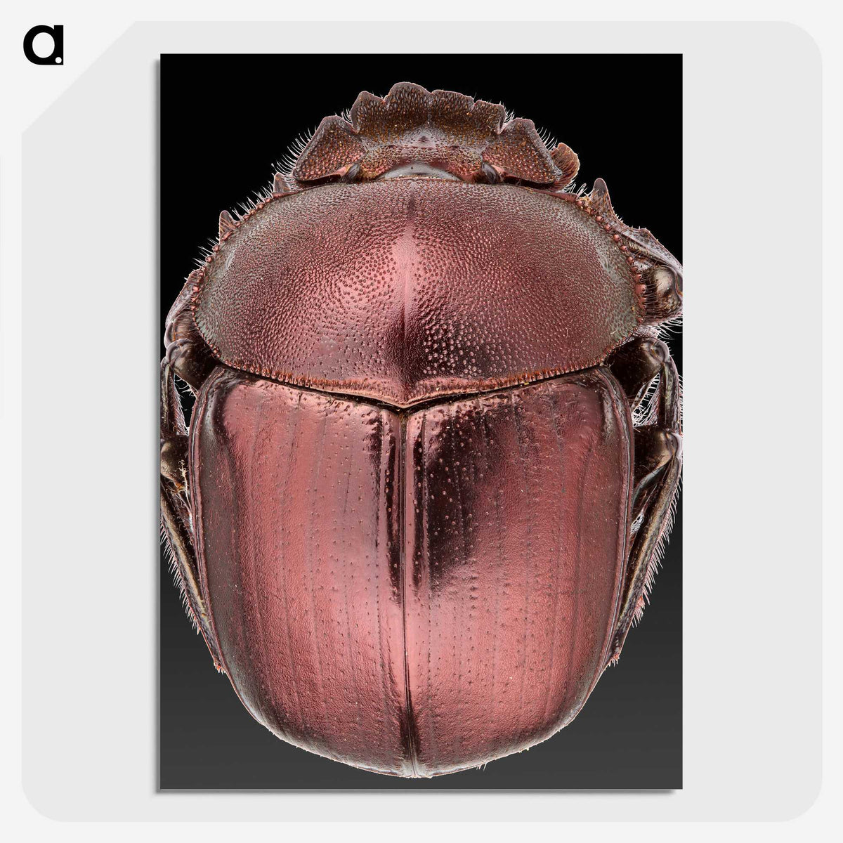 3-53_Insects-Unlocked-Project_picture-crop