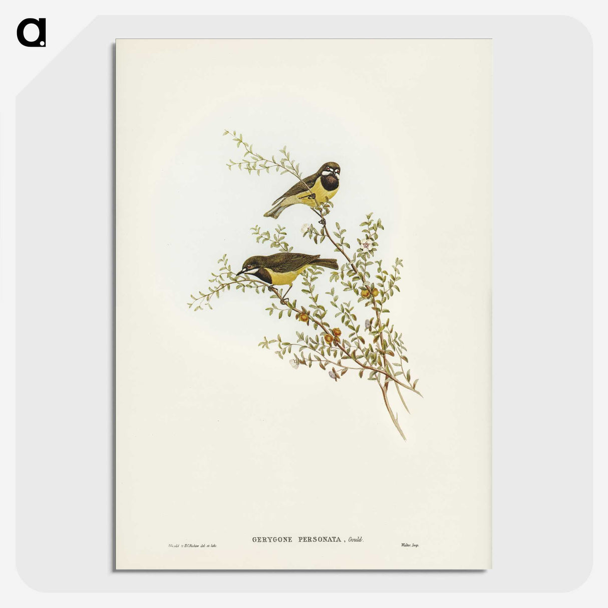 3-53_John-Gould_picture-crop