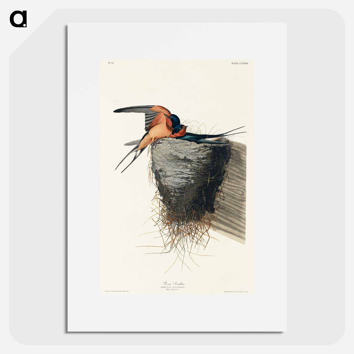 アートポスター-Barn Swallow
- ジョン ジェームス オーデュボン Poster.