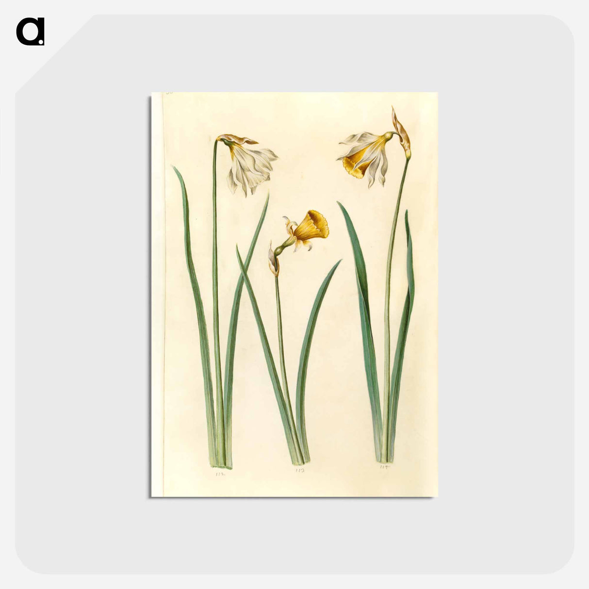 アートポストカード-Narcissus
- マリア ジビーラ メーリアン Postcard.