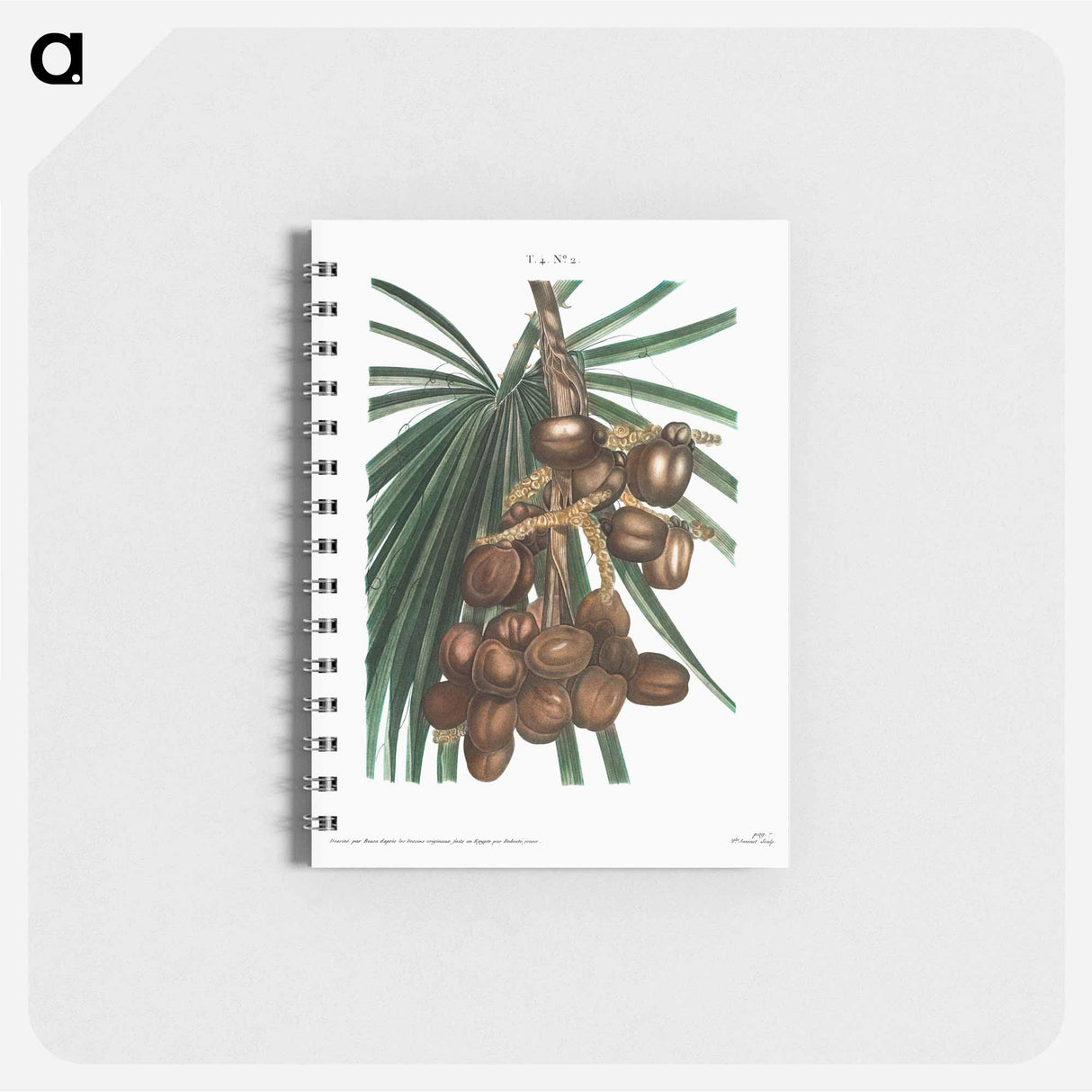 アートメモ帳-Date palm - ピエール ジョゼフ ルドゥーテ Memo.