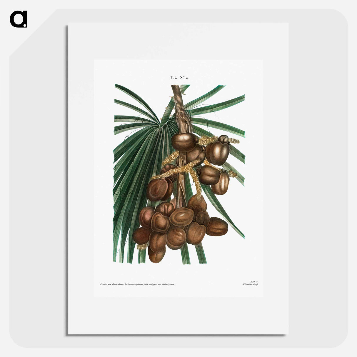 Date palm - Pierre Joseph Redouté Poster.