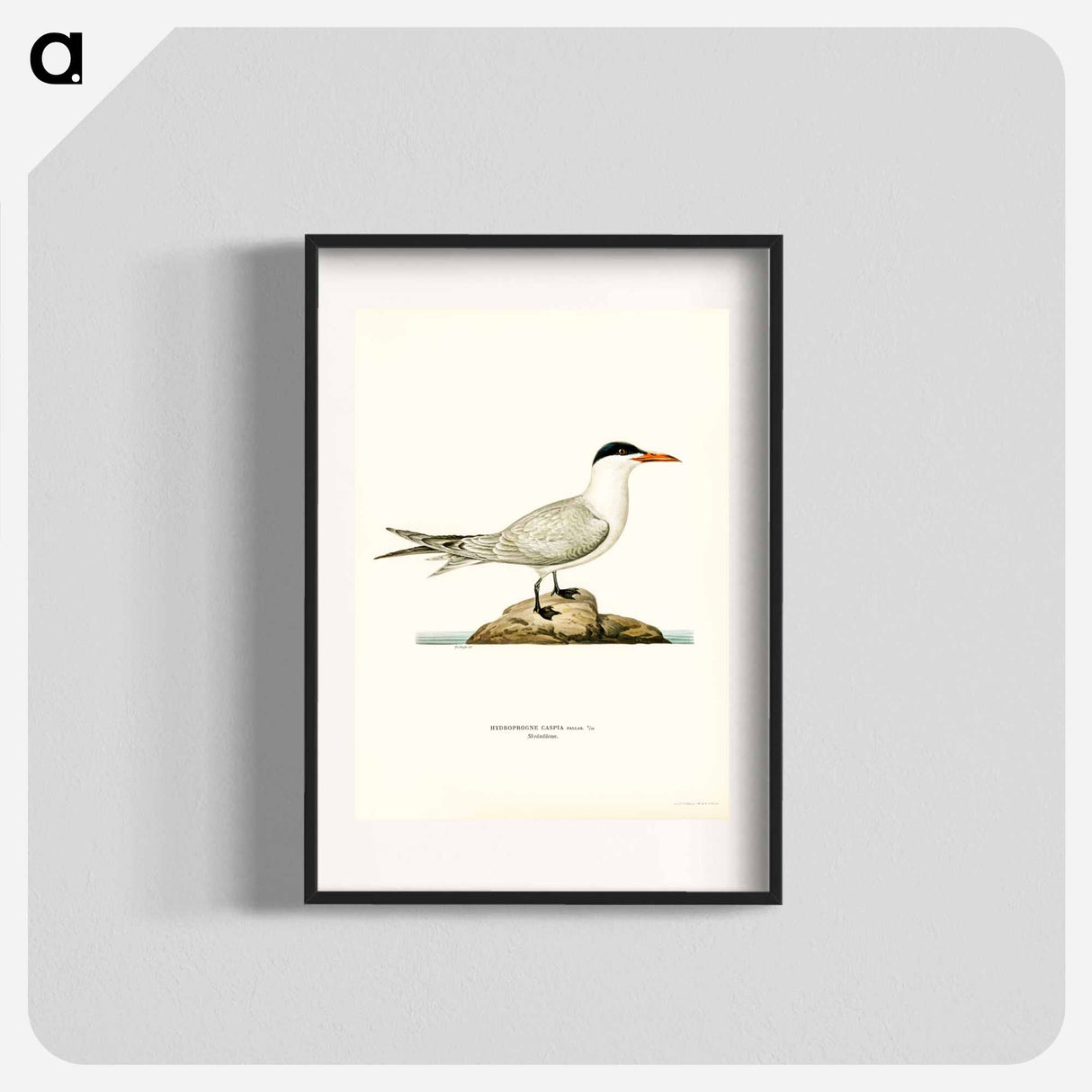 アートポスター-Caspian Tern
- スヴェンスカ フォグラル Poster.