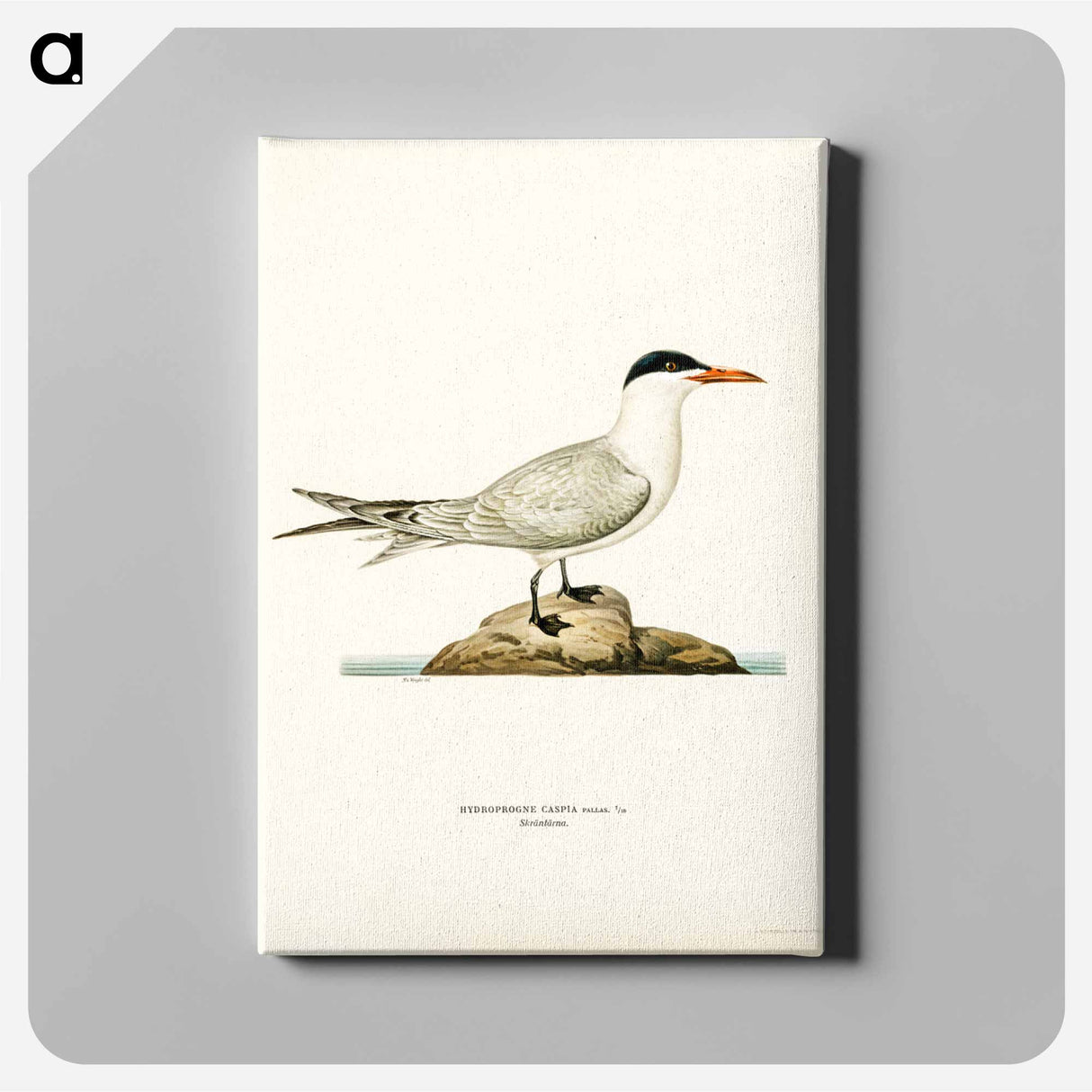 アートパネル-Caspian Tern
- スヴェンスカ フォグラル Canvas.