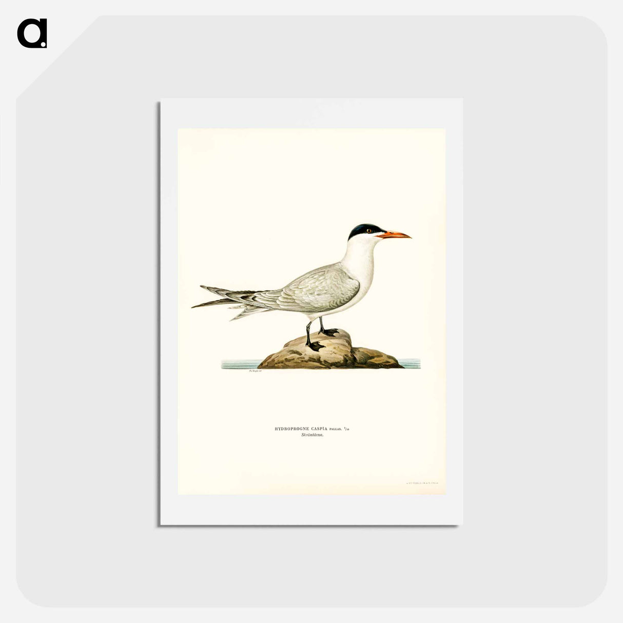 アートポストカード-Caspian Tern
- スヴェンスカ フォグラル Postcard.