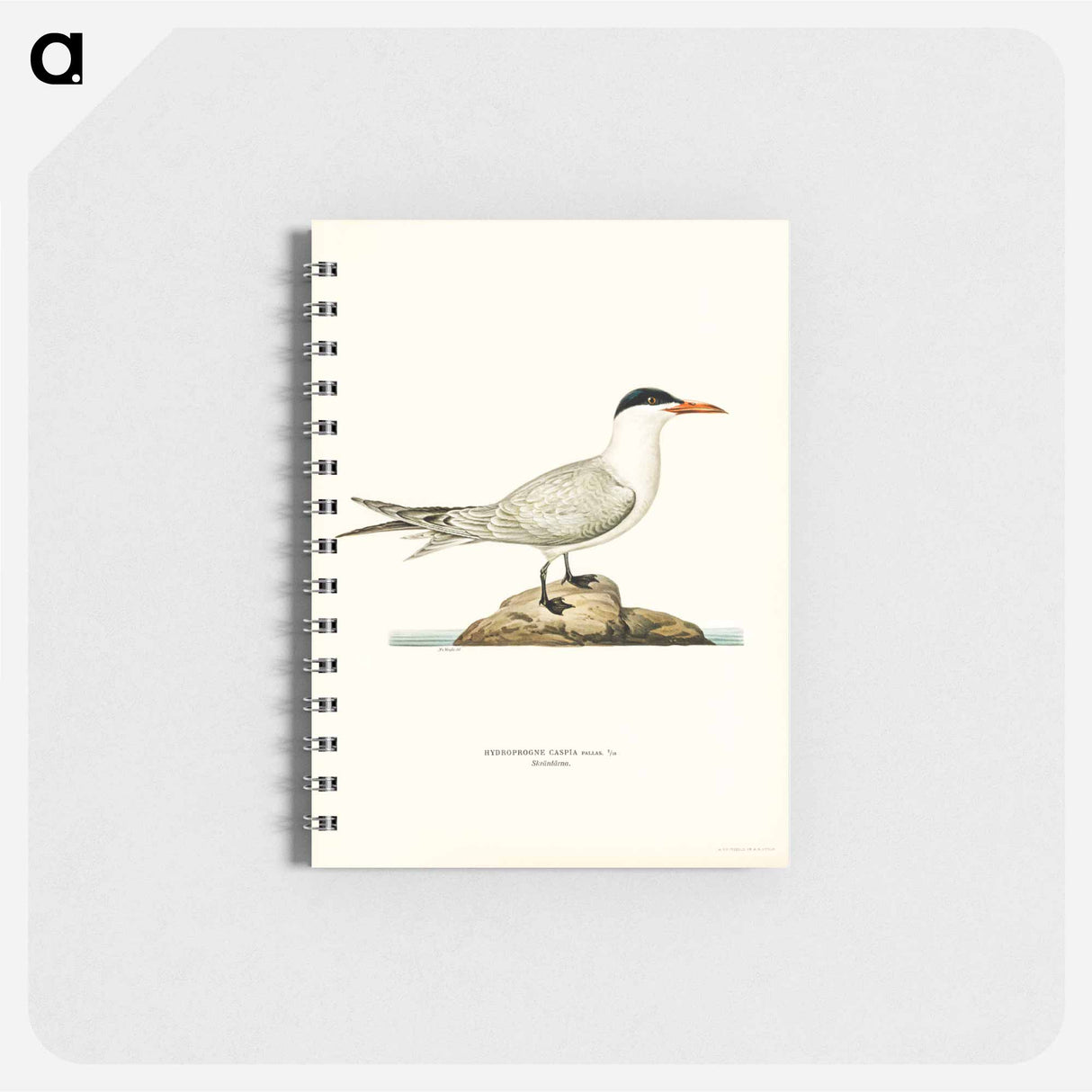 アートメモ帳-Caspian Tern
- スヴェンスカ フォグラル Memo.
