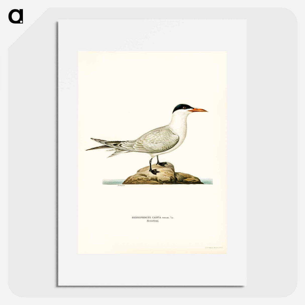 アートポスター-Caspian Tern
- スヴェンスカ フォグラル Poster.